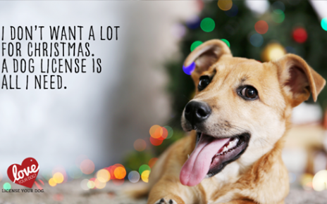I don't want a lot for Christmas. A Dog License is all I need.